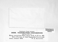 Coniothyrium concentricum image
